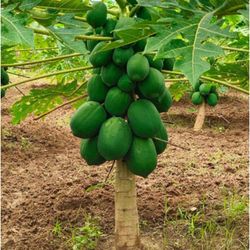 Grafted Dwarf Maradol Papaya Trees 😃😃😃🌿🌿🌿