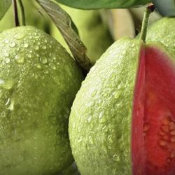 Thai Pink Guava Fully Grown Plant In 2 Gallon Pot