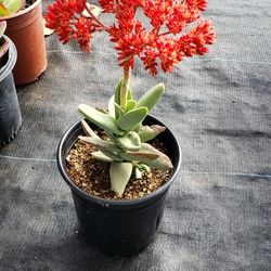 Succulents Cacti And Flowers 