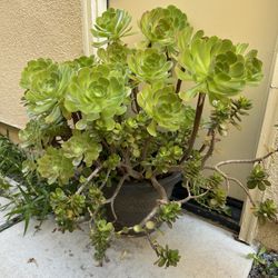 Beautiful Plant For Sale 