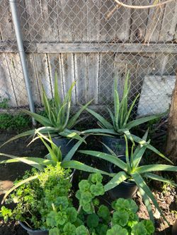 🌿 Aloe Vera Plants for Sale / Plantas de Sábila (Aloe Vera) en Venta 🌿