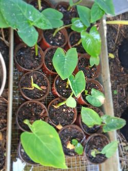 Mini giant elephant ears indoor outdoor tropical plants