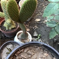 Cactus