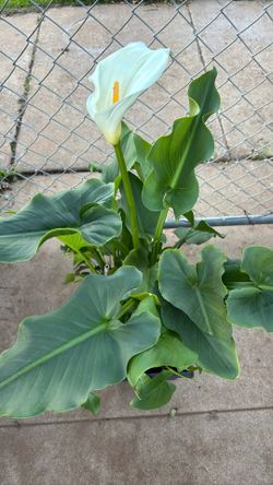 Blooming Alcatraz/ Calla Lily 