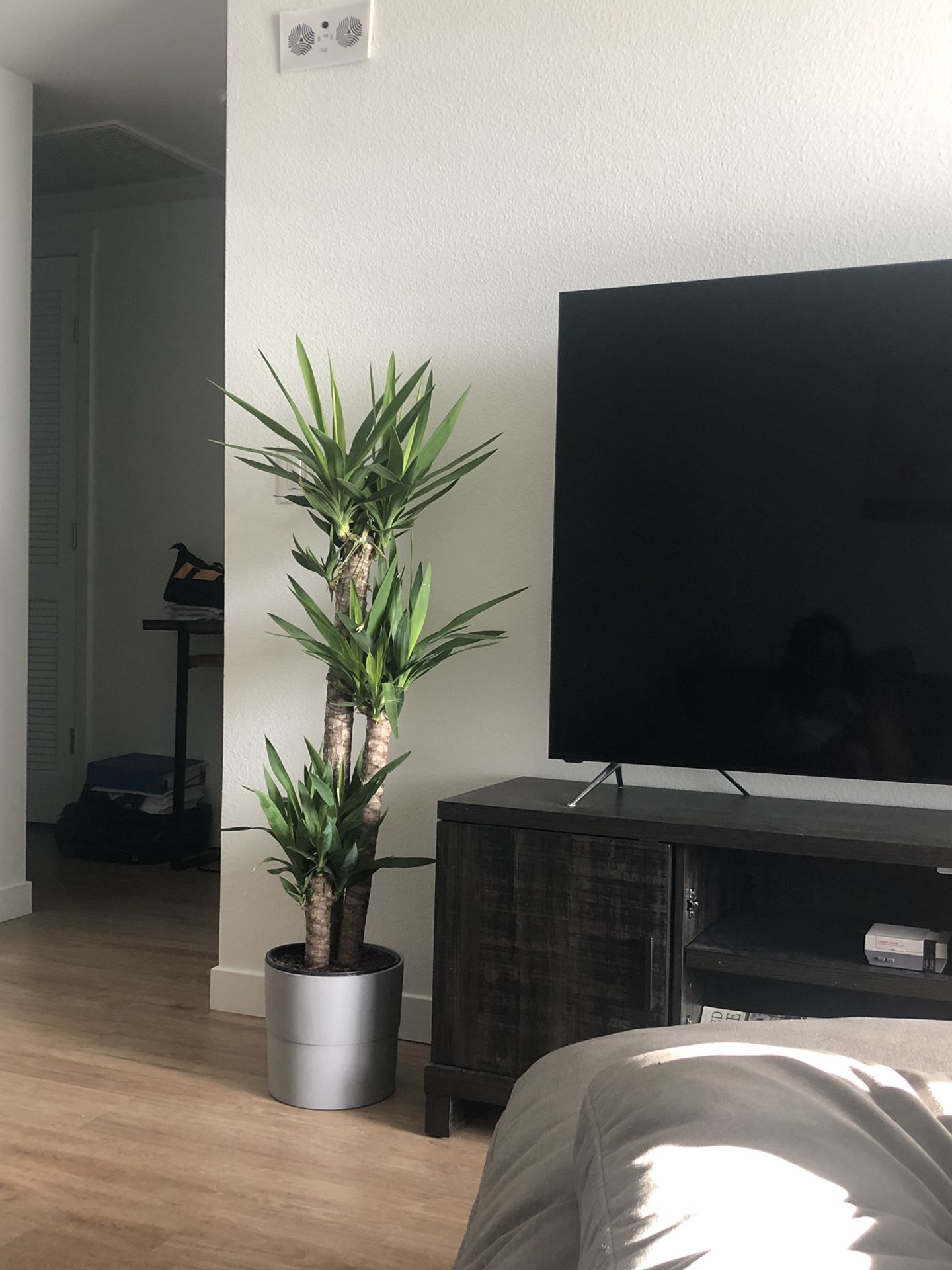Plant / Tree