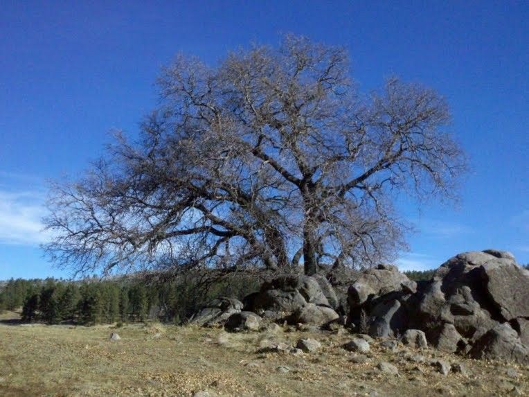 Tree - Photo - Laguna Mountains Sunset Trail