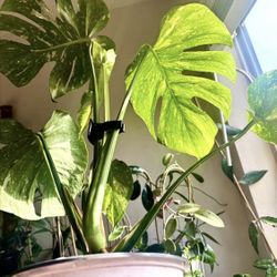 Big Variegated Monstera Thai Constellation 