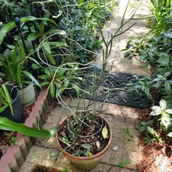 Orquid Family...not A Pencil Plant 