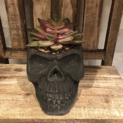 Handcrafted Cement Black Skull With Faux Succulents Halloween Decor New in Box