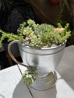 Teacup Succulent decoration