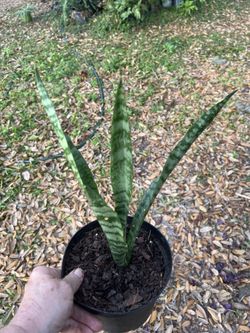 Sanseveria Black Dragon