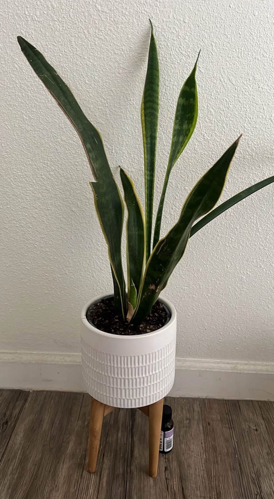 Medium size plant