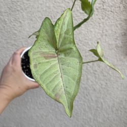 Beautiful Pink Confetti Syngonium Plant With Pot