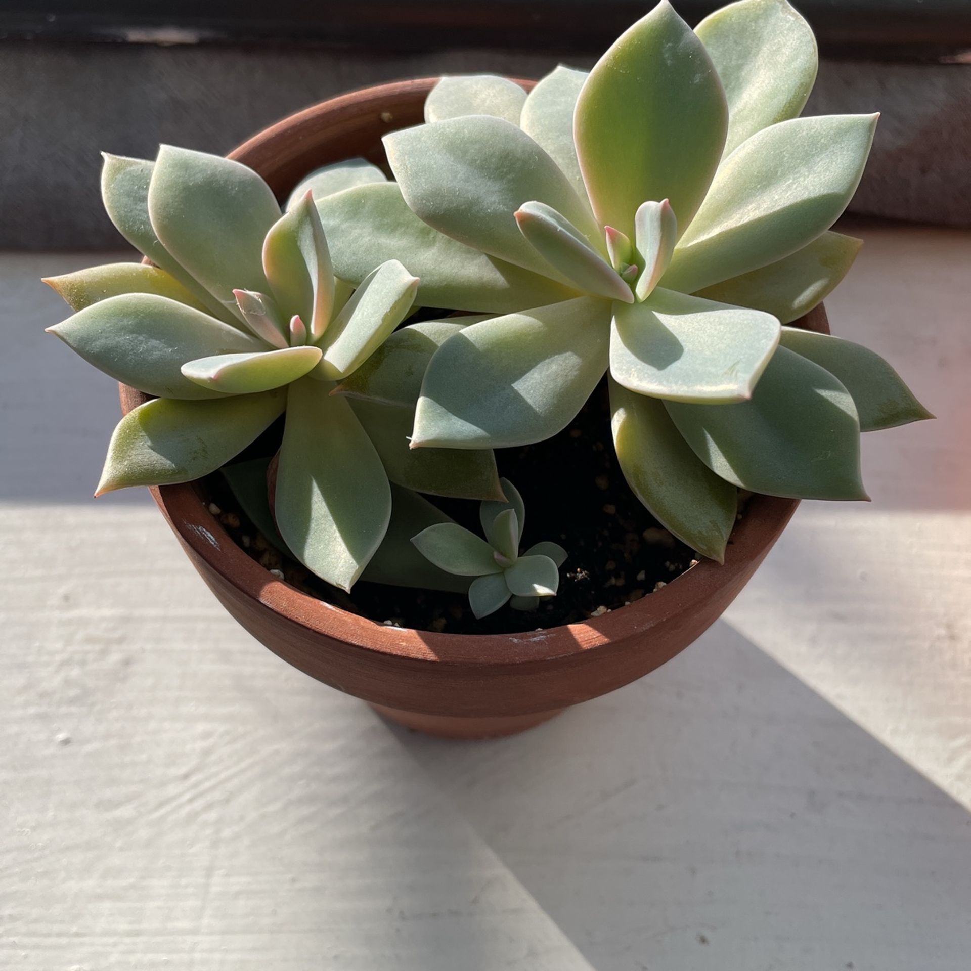 Succulents In 3.5” Terracotta Pot