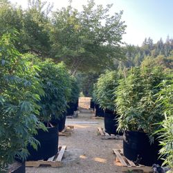 Cannabis Consultation 