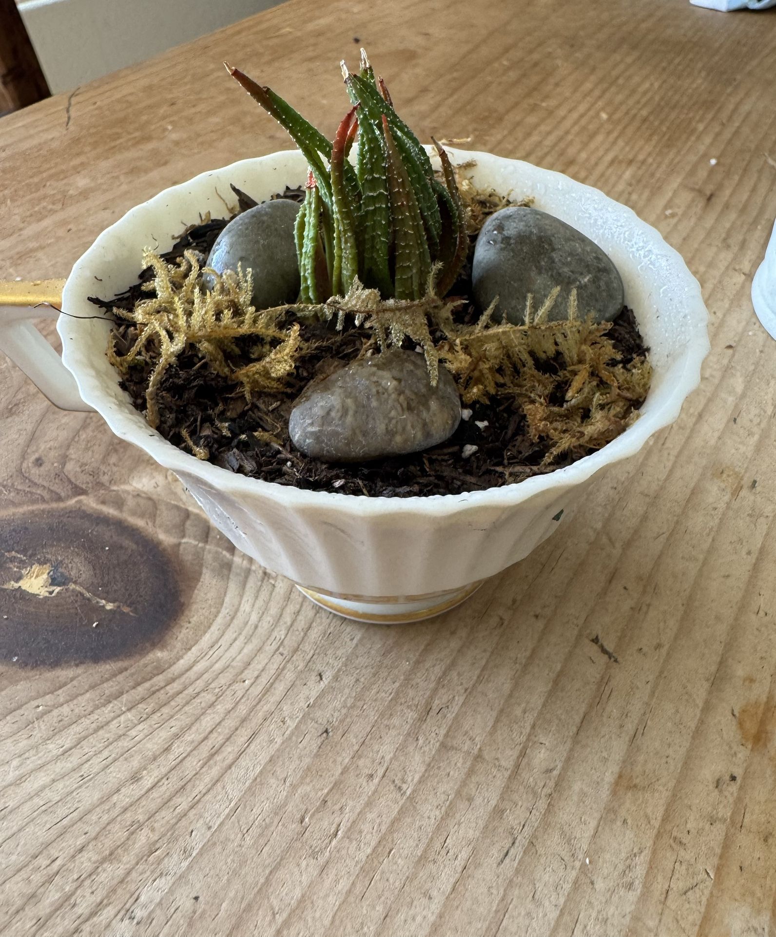 Small Tea Cup Succulent