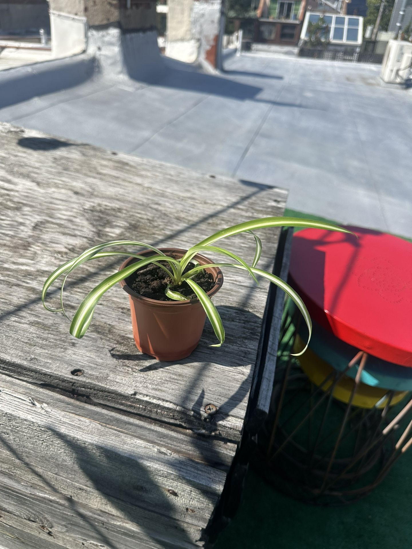 Spider Plant #2