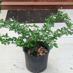 Navajo Thornless Blackberry Plants