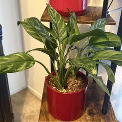 🌿 Chinese Evergreen (Aglaonema) in Red Ceramic Pot