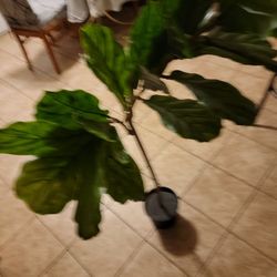 NEW Poastic Plant.. From IKEA..  $35 FIRM PRICE 