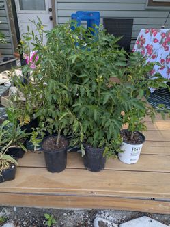 Large tomato plants and more