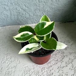 Hoya  Krimson  Queen  Plant 