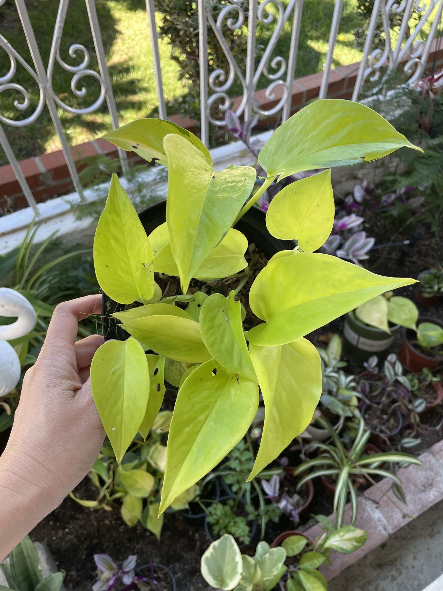 6in Pot Pothos Neon Houseplant
