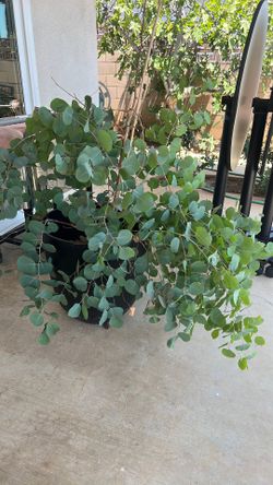 Eucalyptus Tree