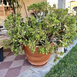 Large Jade Plant