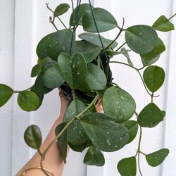 Hoya Obvata Splash Plant 6" Pot - Indoor House Plants