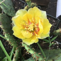 Prickly Pear Cactus- Cold Hardy