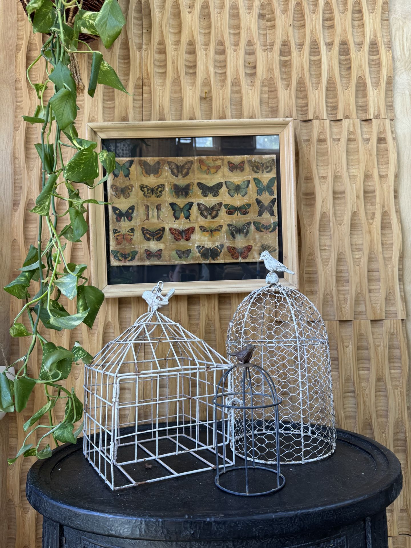 Vintage Framed Butterfly Pictures Collection Art Decoupage Mounted  Insect Bug Nature Decor Gallery Specimen Tray
