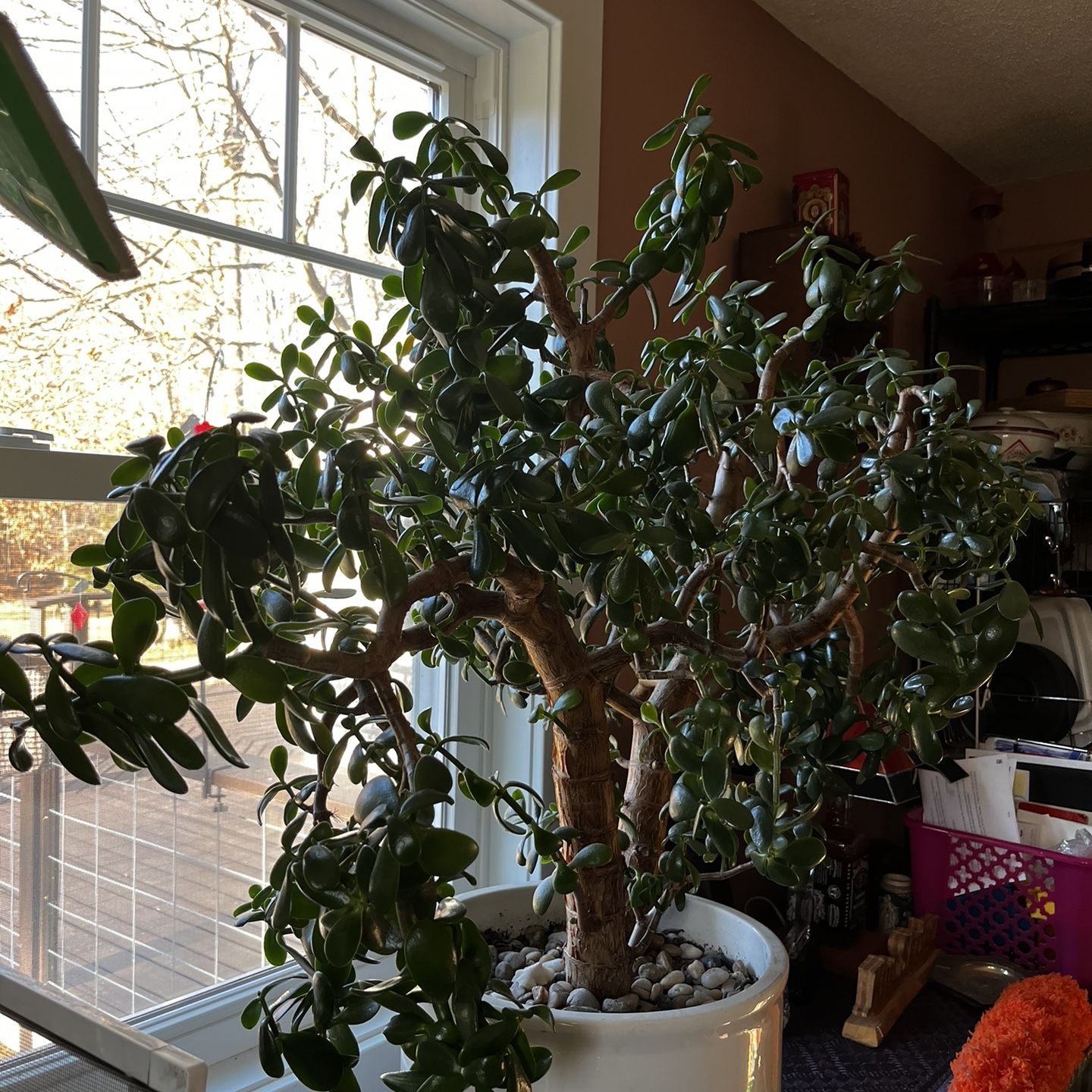marble queen pothos plants Pothos Marble “Snow” Queen starter plant **(ALL plants require you to –  GoldenGreeneryCo