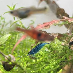 Fish Tank Blue Velvet 