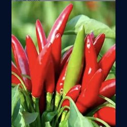Thai Hot Peper 2 Feet Tall 3 Gallon Pot. With fruits. Excellent for garden decoration. 