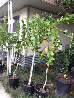 Limones 15 galones $75 precio fijo