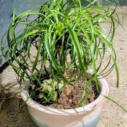  House Tree (Ponytail Tree) Very Healthy I Have A Small Flowering Kalancho With It Too