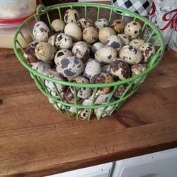 Jumbo Quail Eggs