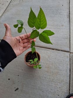 Dwarf everbering mulberry