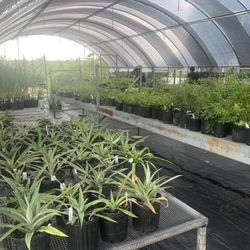 Food Producing Plants