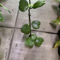 4” Hoya Kerrii