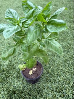 Basil plant taller than 1ft