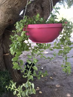 Planta