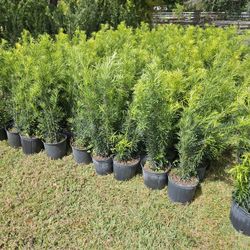clusias podocarpus  Only  instant privacy  Hedge  for fences 