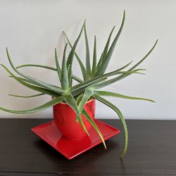 House Plant Barbados Aloe With Pot