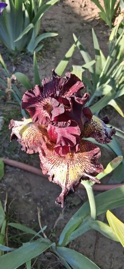 Iris Floreando