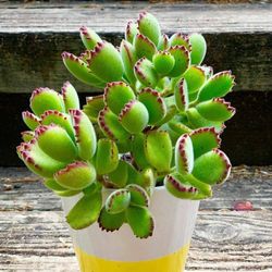 Cute Bear Paw Succulent 