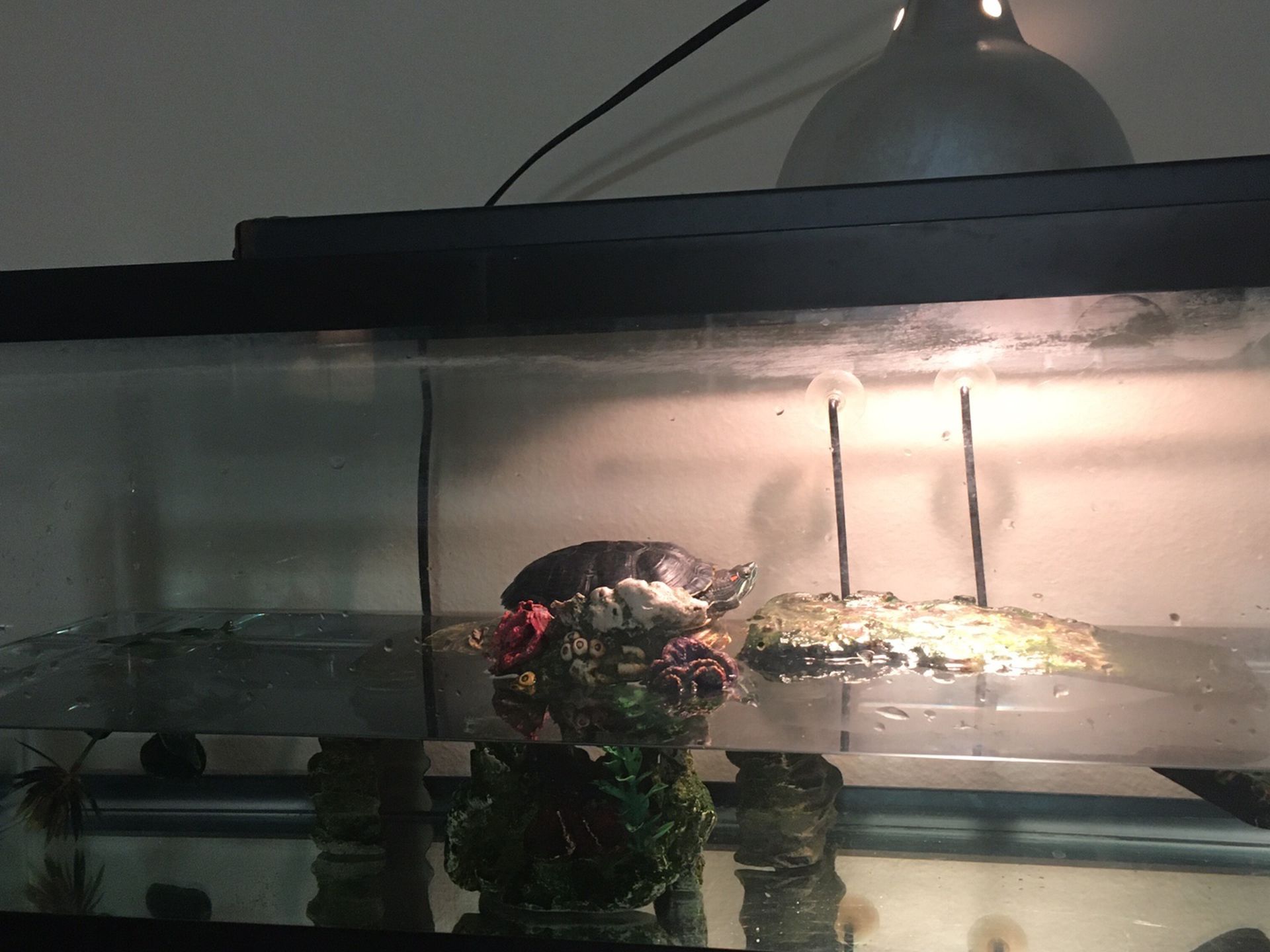 Turtle Tank (20 Gallon) with Red Eared Slider, Auto Heat Lamp, Auto Feeder, and Accessories