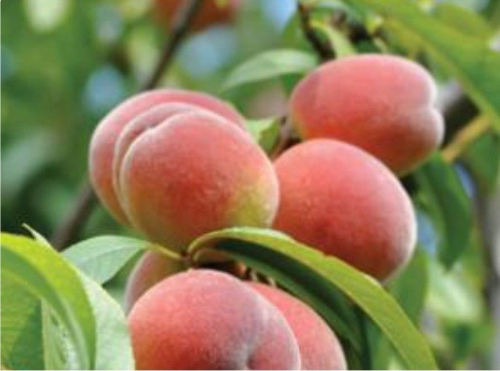 Peach, Plum, Apricot, Apple, Pear, Nectarine, Avocado, Cherry