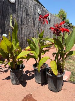Canna lilies orangy/red, in gal pot, each $6